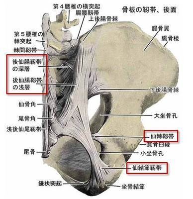 重要 仙腸関節性疼痛の正体 椎間板ヘルニアによる腰痛から解放されるための治療法 予防法